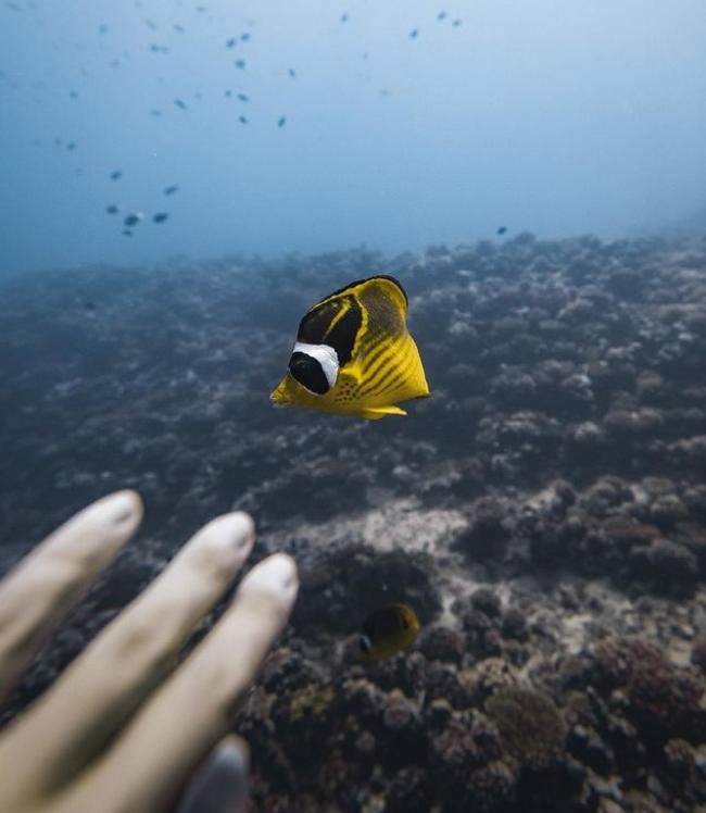 国外美女姐姐海里偶遇一只小鱼，竟引发神奇友谊！网友：前世情人