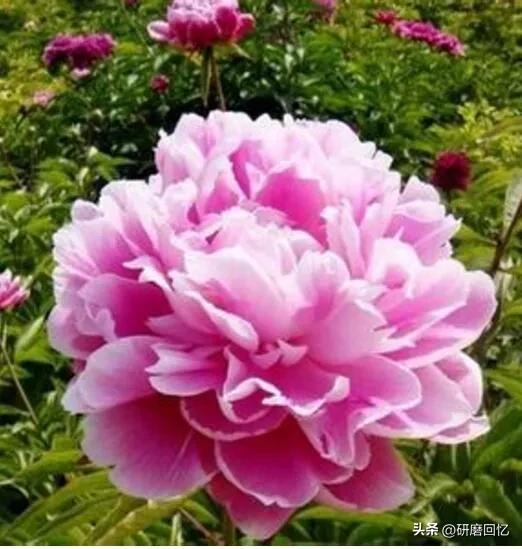 身忙心不忙,身忙而心闲