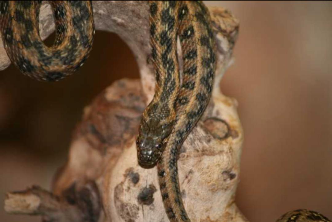 「原来欧洲有这么多种蛇？！」偷师卡塞尔的豢龙大师·下