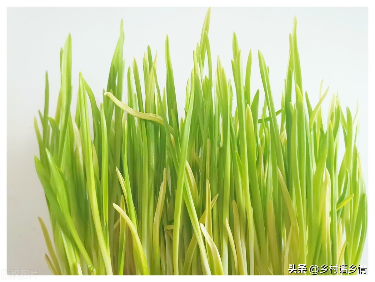 什么方法种韭黄好吃又简单,自制韭黄是怎么种出来的