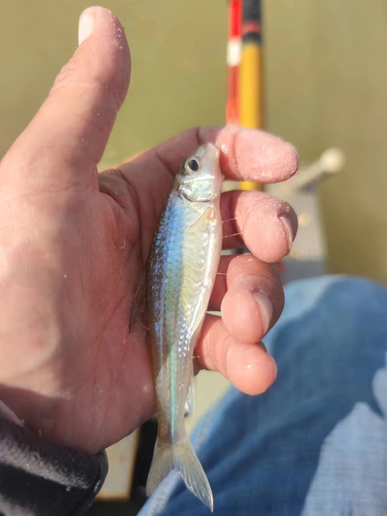 鱼有口钓不上来怎么解决,有口但是钓不上来鱼咋办