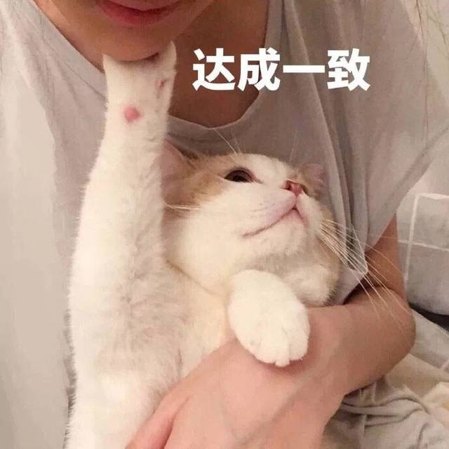 猫咪的性格会跟主人相像吗,猫咪有哪些特征代表它聪明