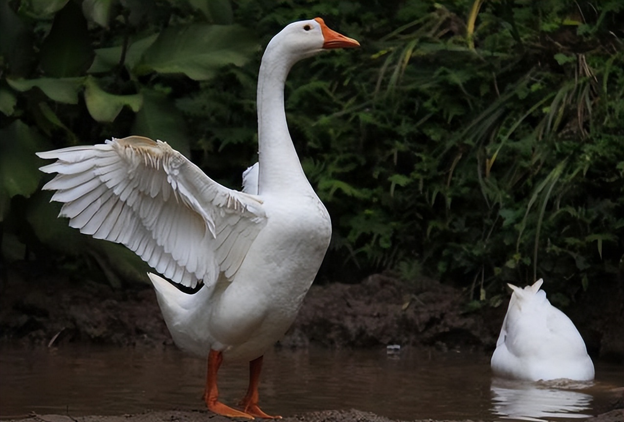 鹅喘气气鼓鼓什么原因,鹅张嘴喘气是什么病怎么治