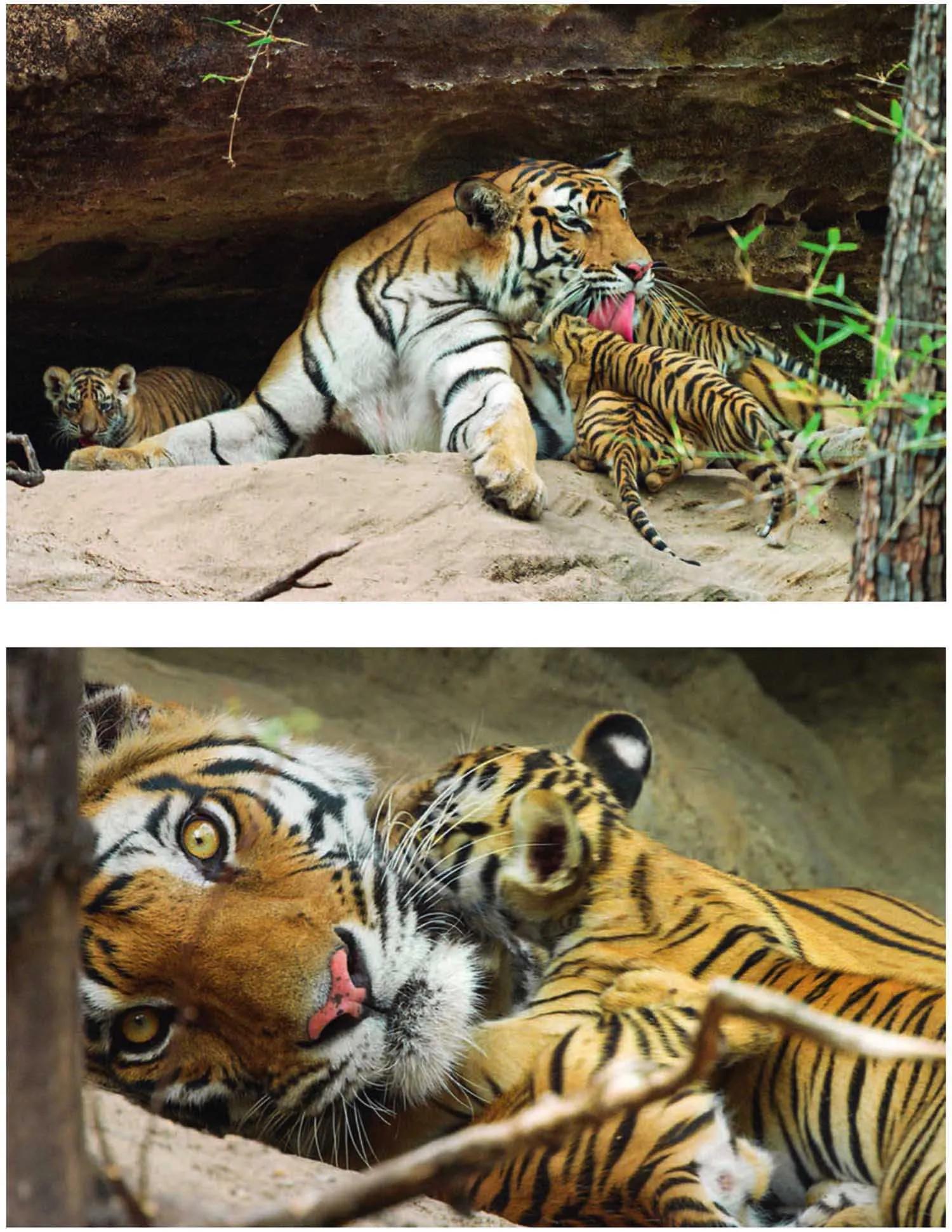 母虎“亲密”时到底有多痛苦?满地打滚、转身攻击公虎