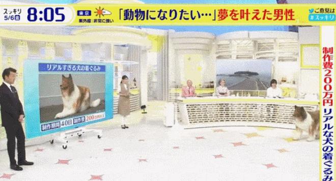 狗狗做衣服全过程,狗狗自制服饰