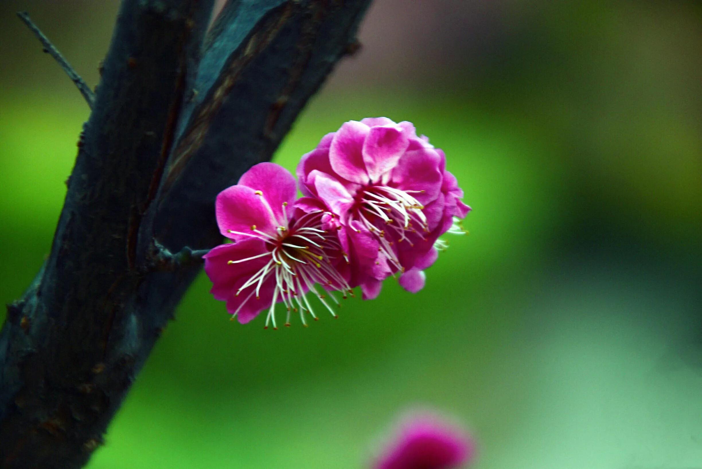 花卉摄影秋日的浪漫,花卉摄影春暖梅花开