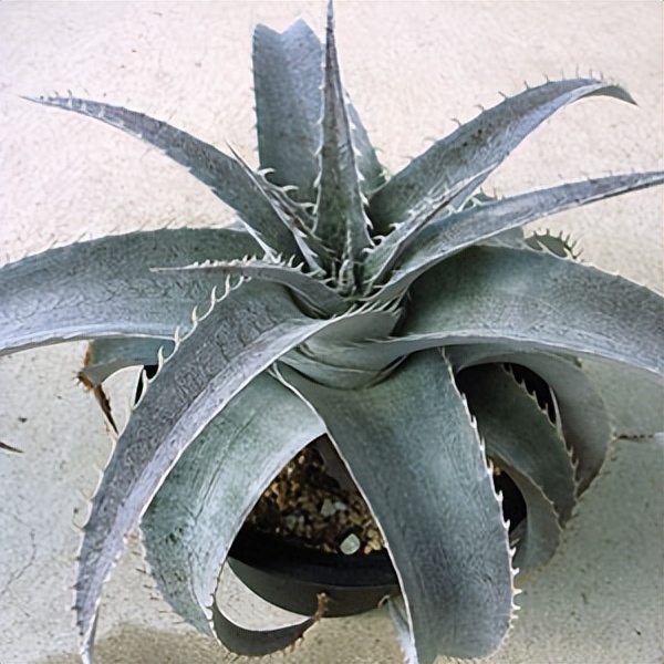 102个大类近500个多肉植物图片，都极其美丽，建议在家中也养一盆