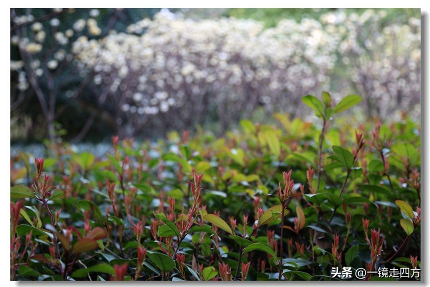 上海长风海洋公园和自然博物馆,上海长风公园占地面积