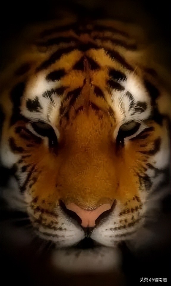 猛虎行│山西老虎的前世今生