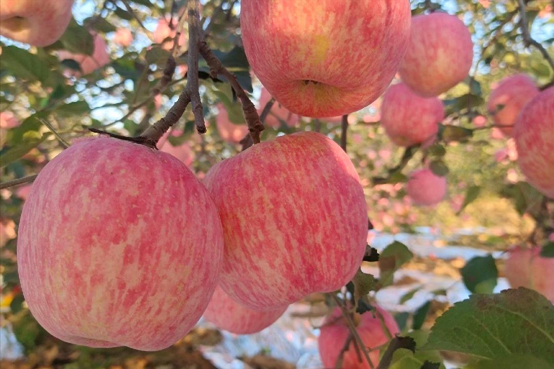 四面楚歌还能走远吗,四面楚歌唱了几天