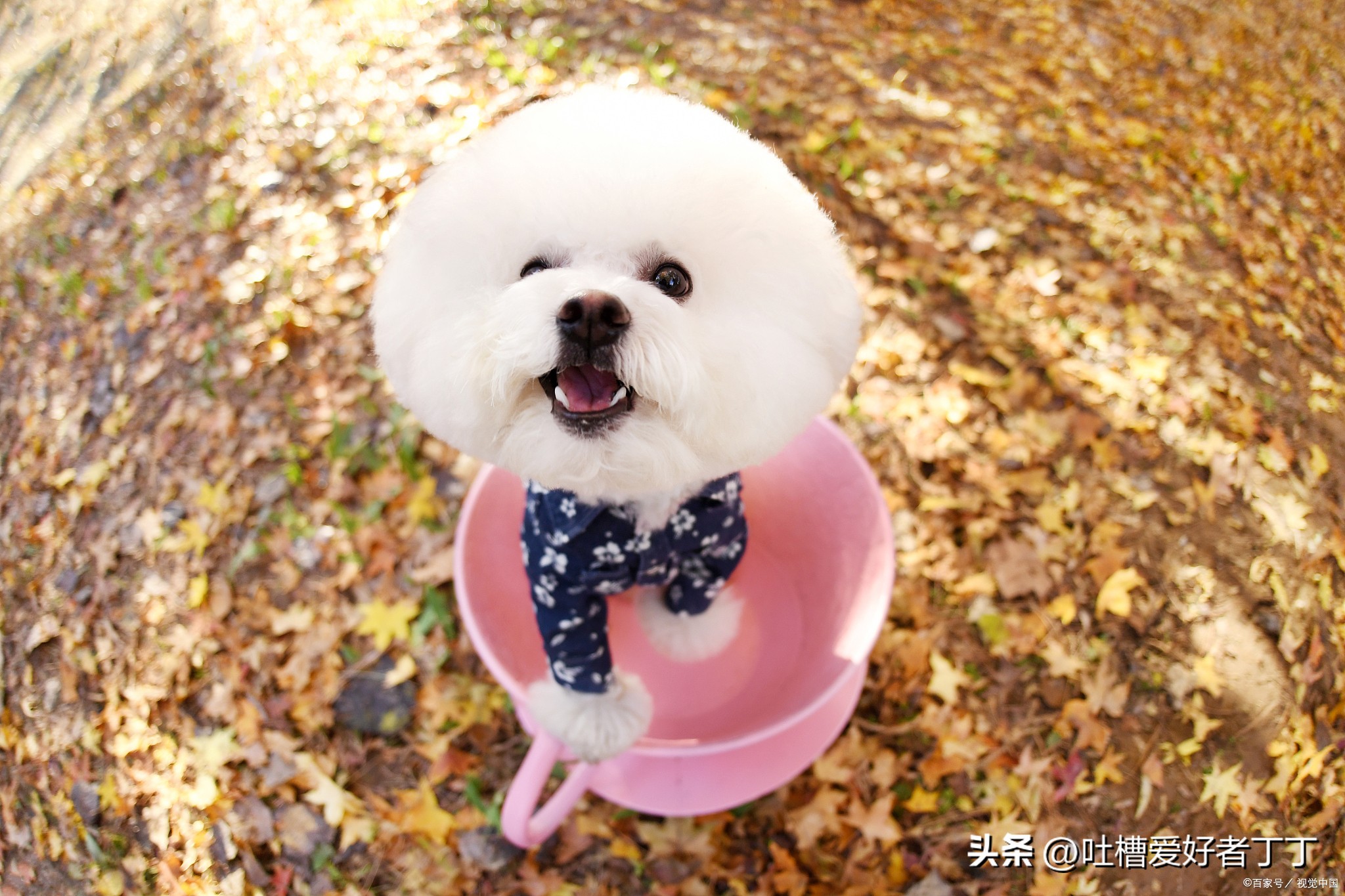 德牧好养吗,想养一只茶杯犬