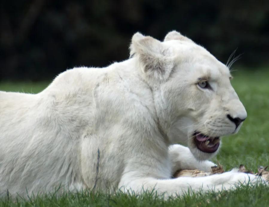 残暴狮世界上最大的猫科动物,狮虎兽世界最大猫科动物