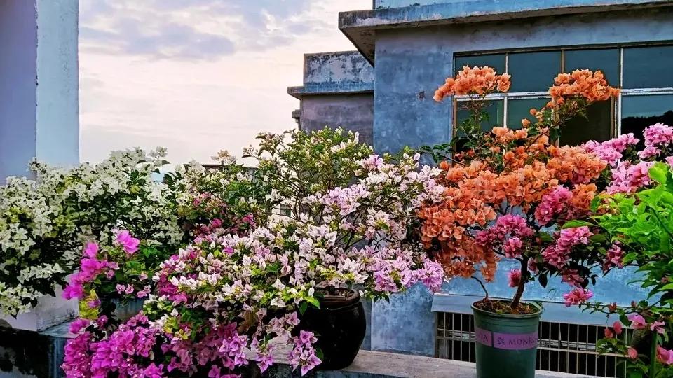 哪些药片过期后可以浇花杀菌杀虫,浇花时放这两种药片