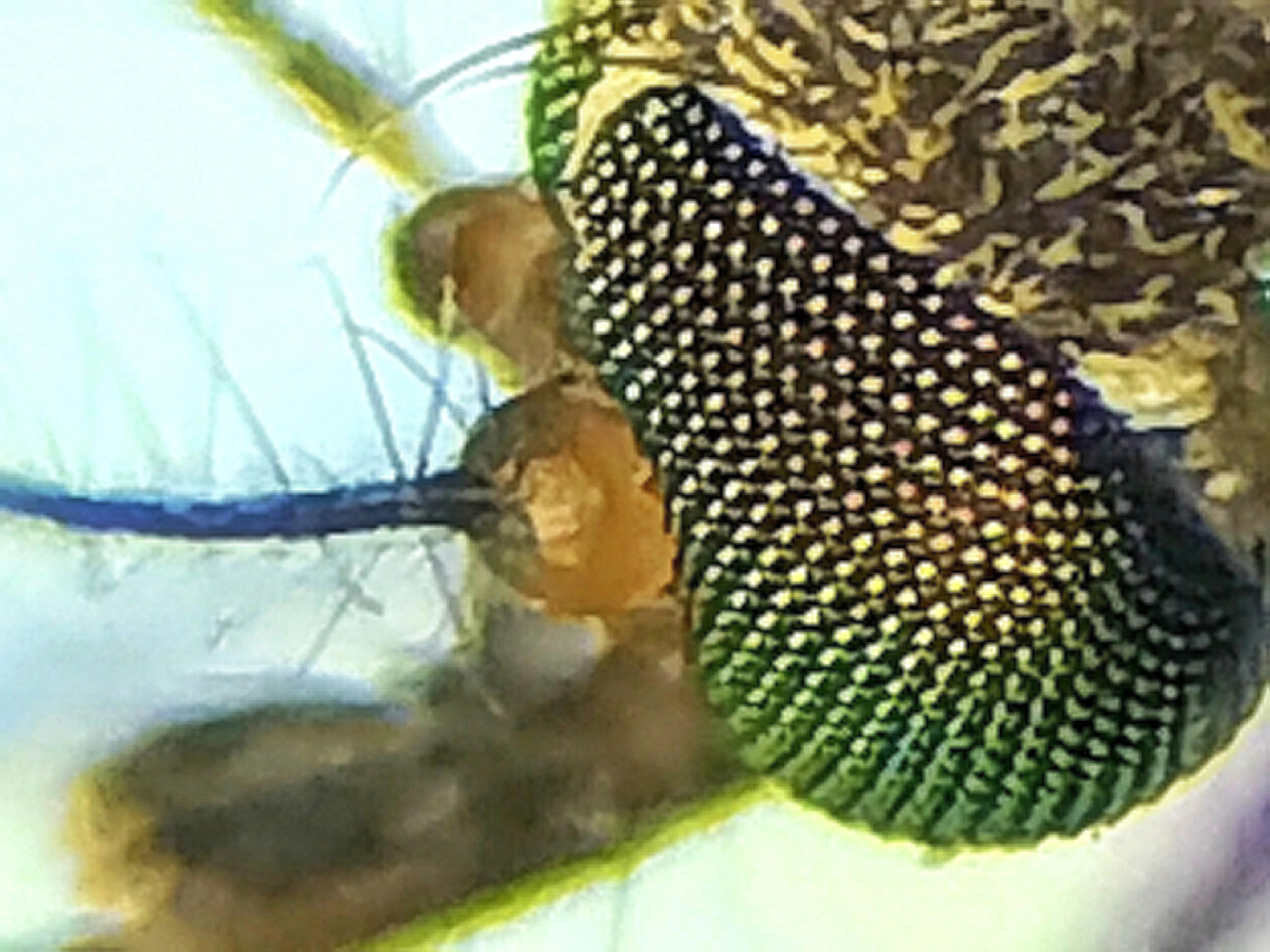 蚊子眼睛是什么样子的,科普蚊子眼睛