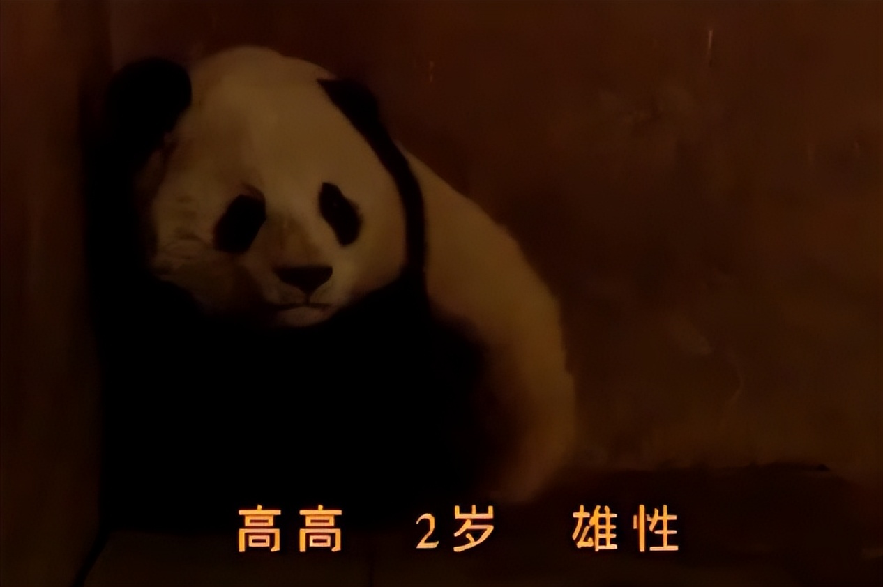 大熊猫高高成长,野生大熊猫高高学爬树