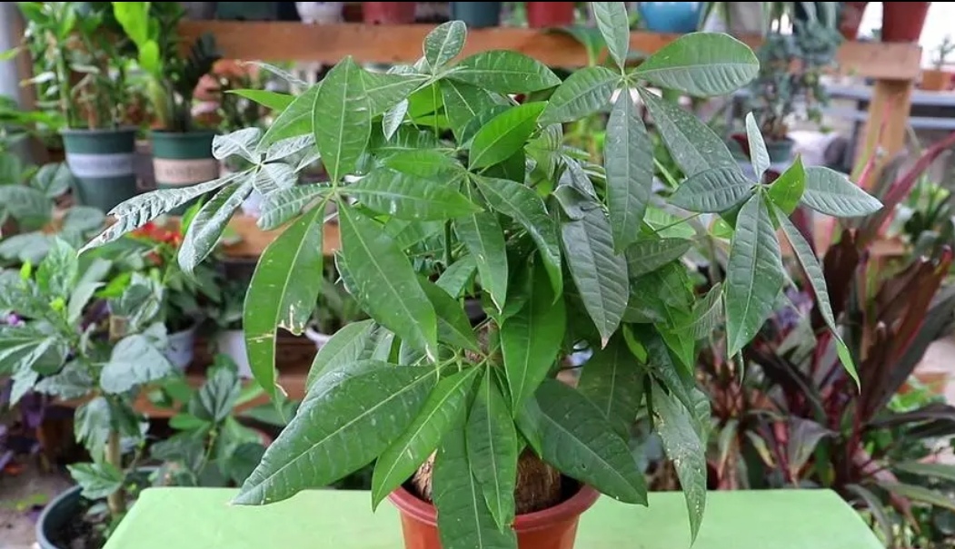 发财树长得很慢吗图片,发财树怎么就养得枝繁叶茂了