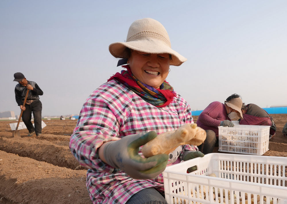 河北唐山生姜价格表,河北唐山冀东生姜之乡播种忙