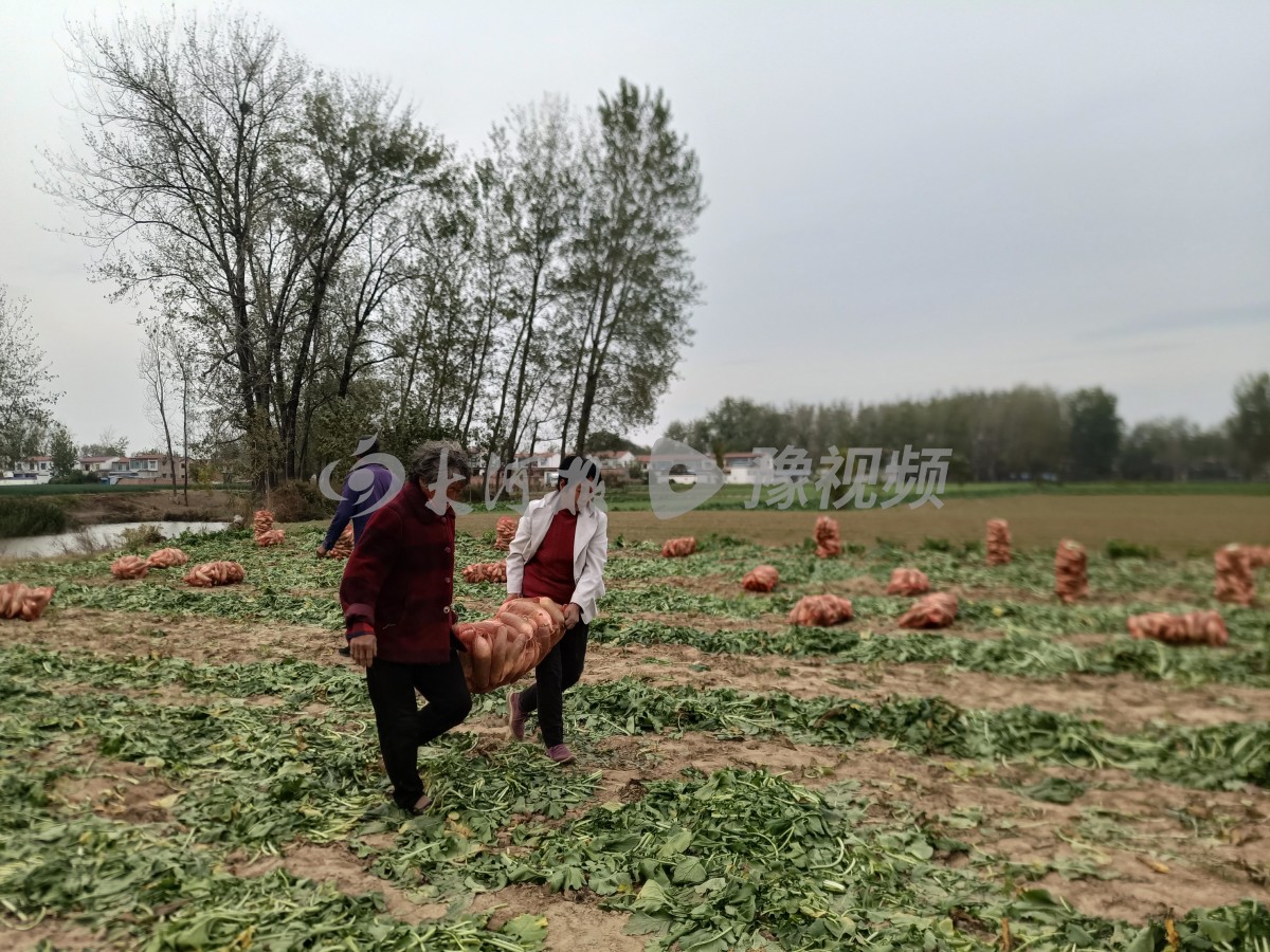 贫困户萝卜滞销案例,河南信阳萝卜滞销
