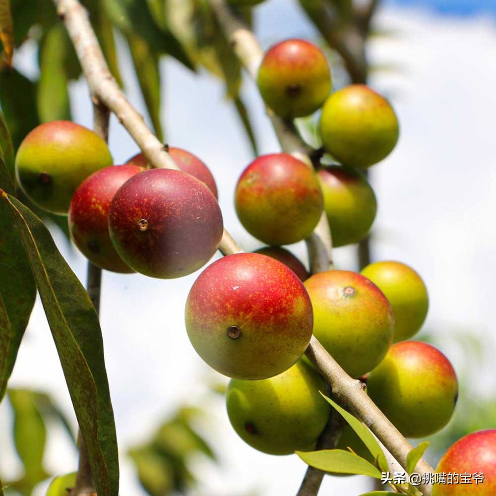 坐在赤道上，气候似云南的南美小国，数百种水果让人口水不断