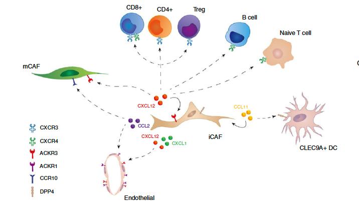 热带植物小果榕光合作用对光抑制的高敏感性