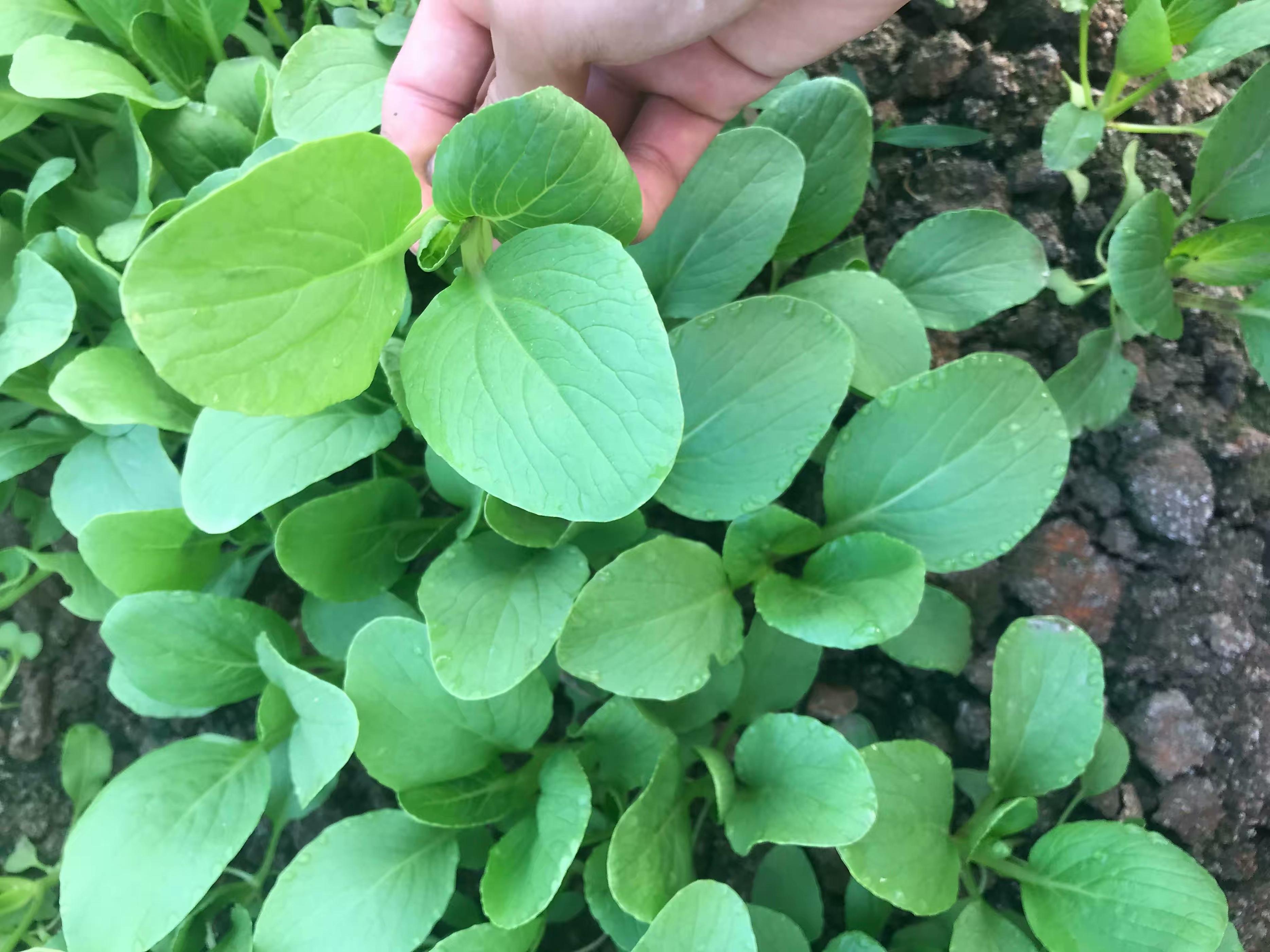 阳台种菜的方法和技巧大全集,阳台种菜的方式和技巧