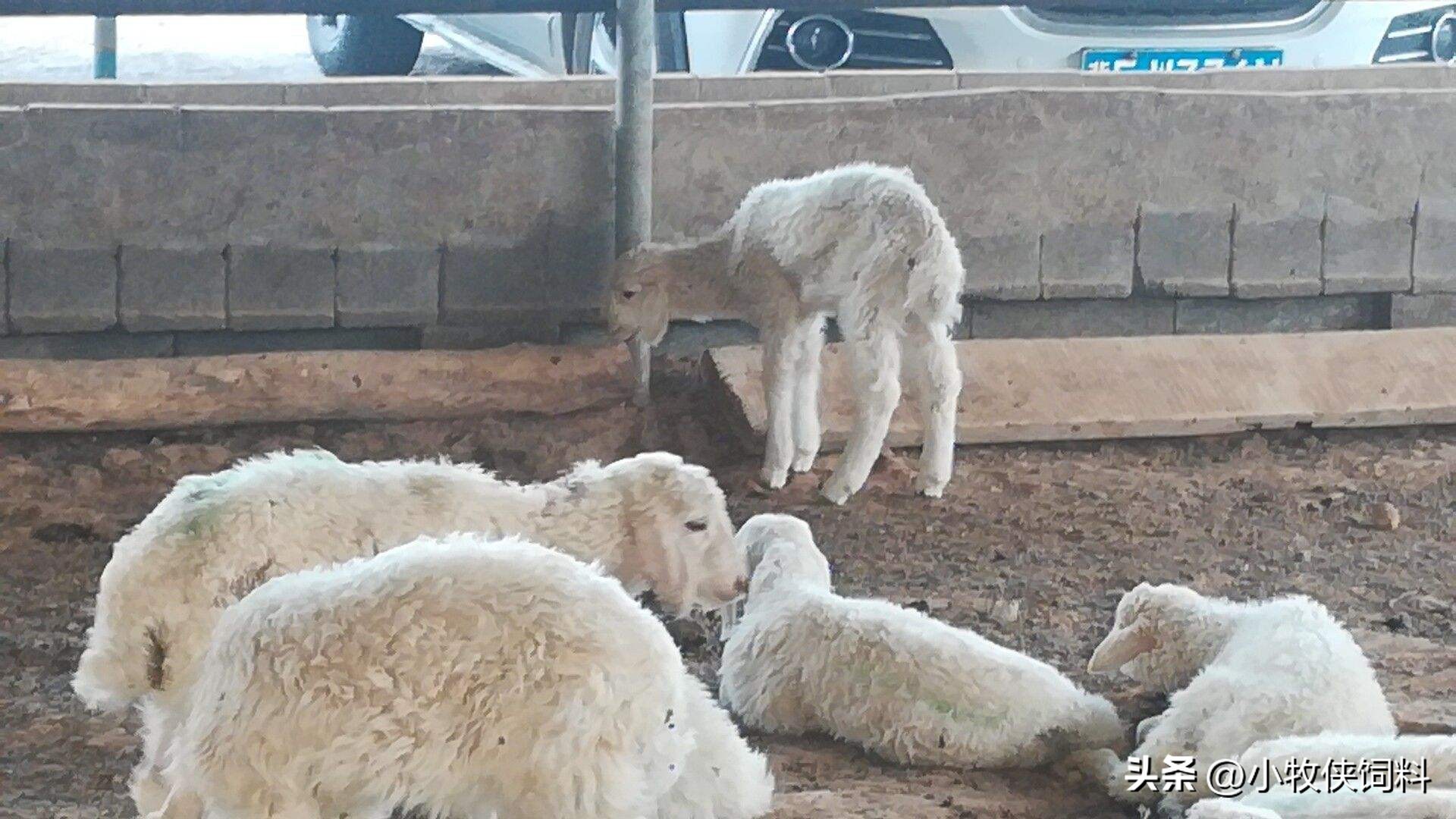 羊特别瘦是什么原因,羊瘦长得慢怎么办