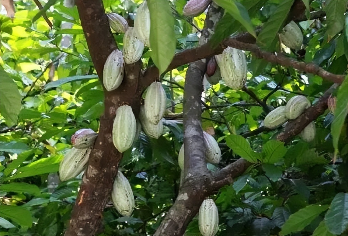 大气的花卉名字大全四个字,二字植物名字大全