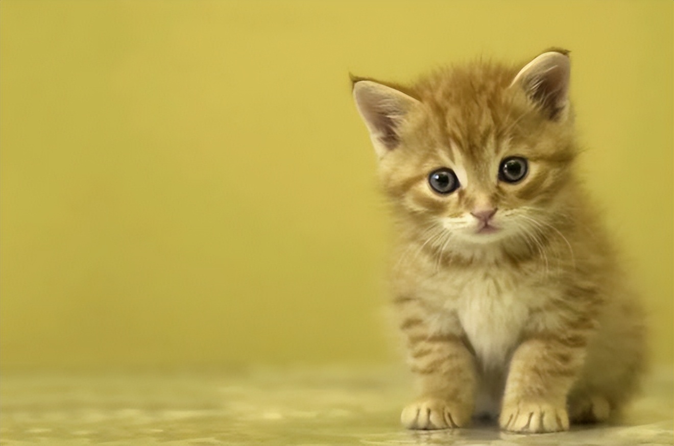 养了一只猫会孤单吗,家里养一只猫会孤单吗