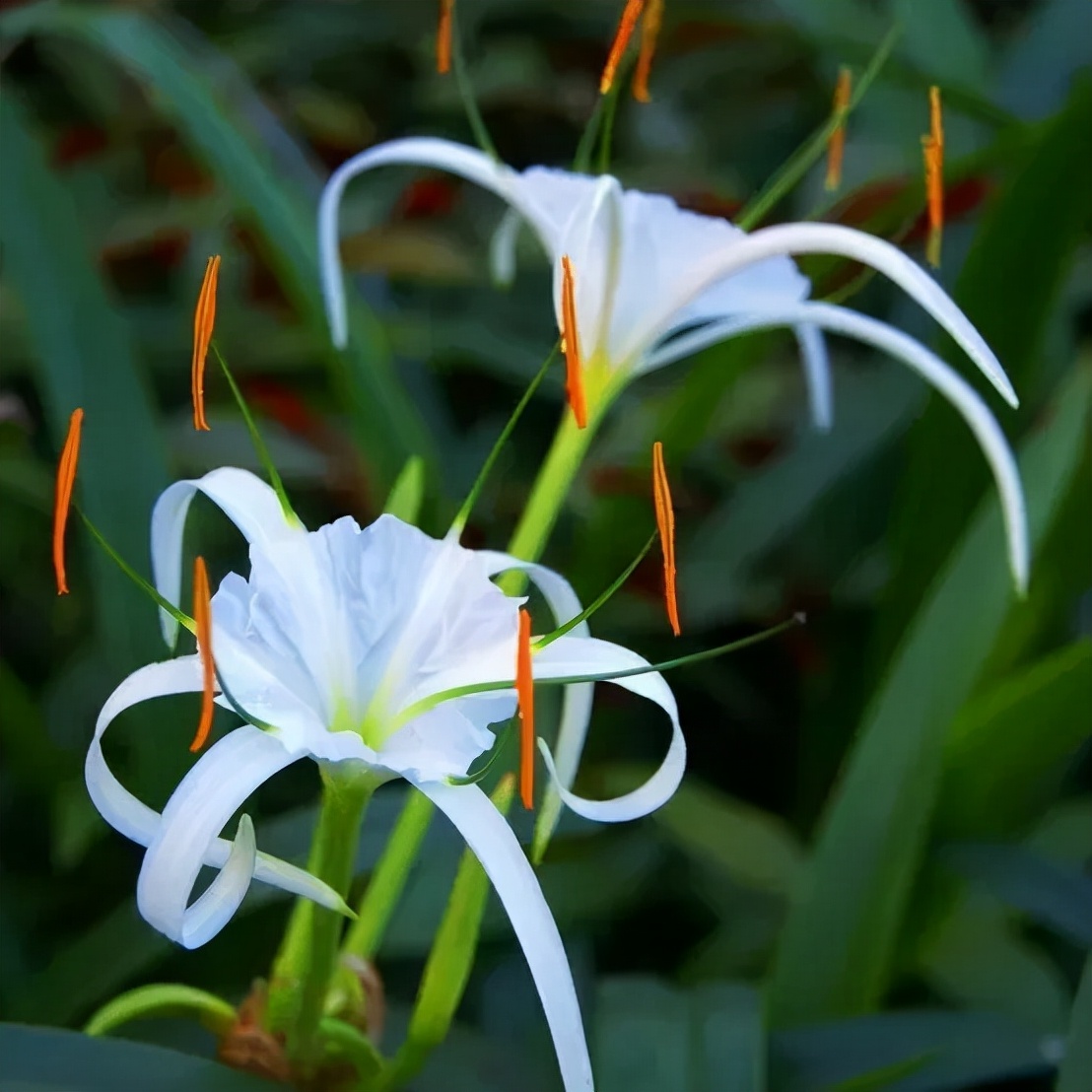 快来看看，兰花的世界真奇妙|壹木星球No.14