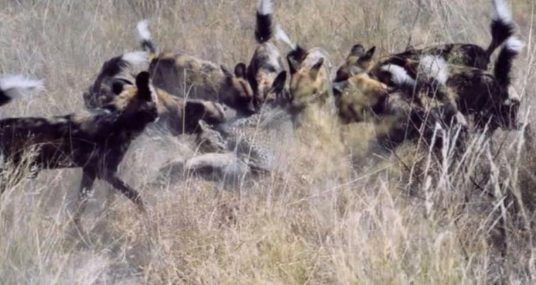 鏉戞皯鎶婄唺褰撶嫍鍏讳簡涓夊勾,琚潙姘戞敹鍏荤殑鐔婂唇