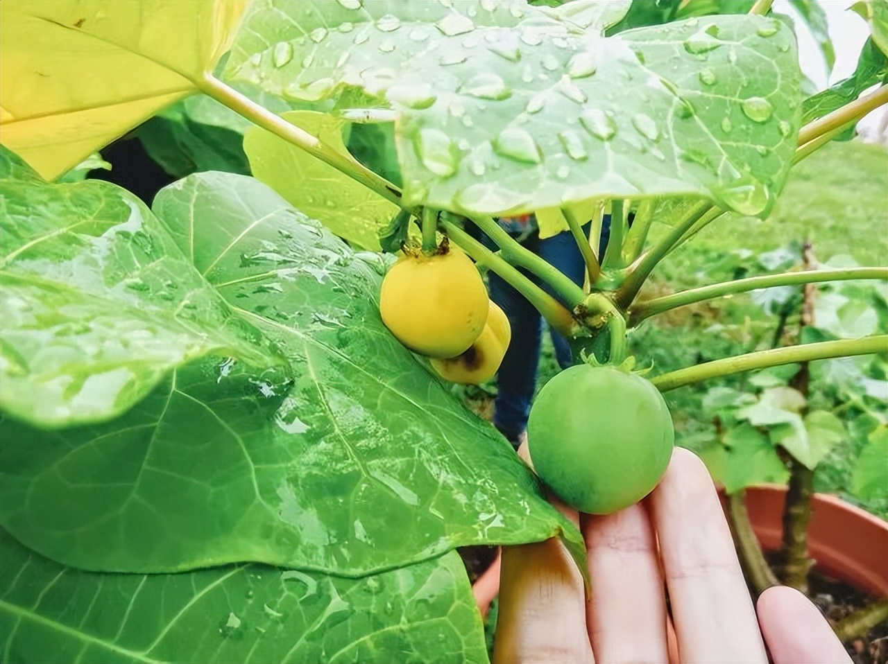 新加坡垃圾需要分类吗,新加坡没有垃圾袋怎么办