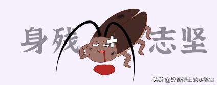 家里踩死的蟑螂，为啥一会儿就自动消失了？