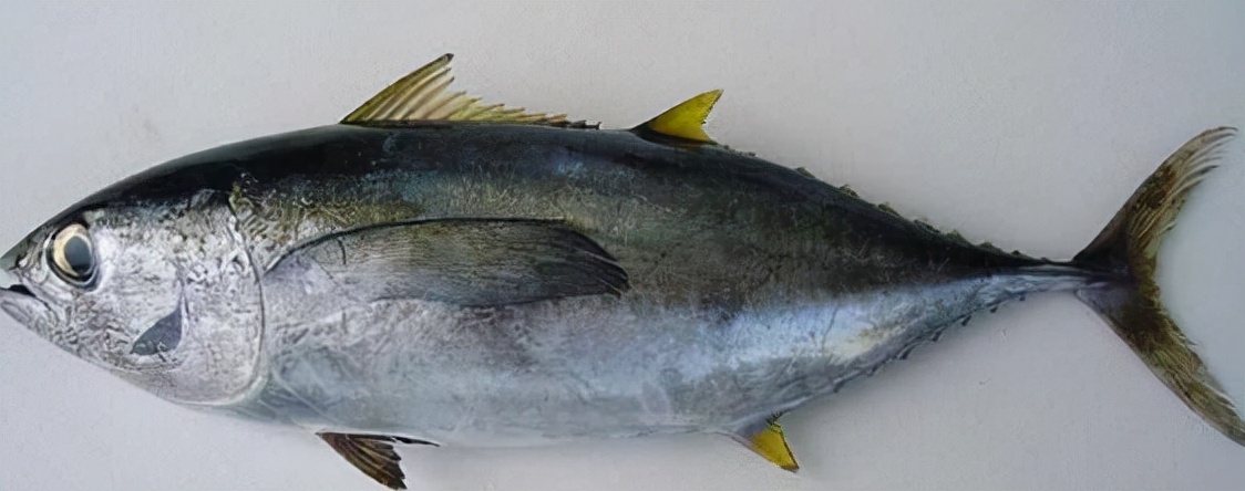 30种最常吃的家常鱼种类图片,最常见的50种食用鱼吃法和价格