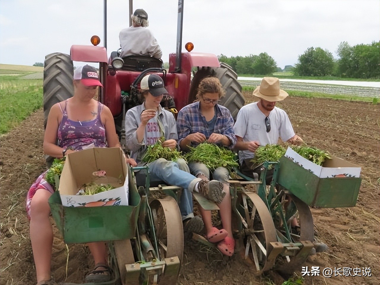 旱作马铃薯栽培技术试验,单垄单行马铃薯高产种植技术