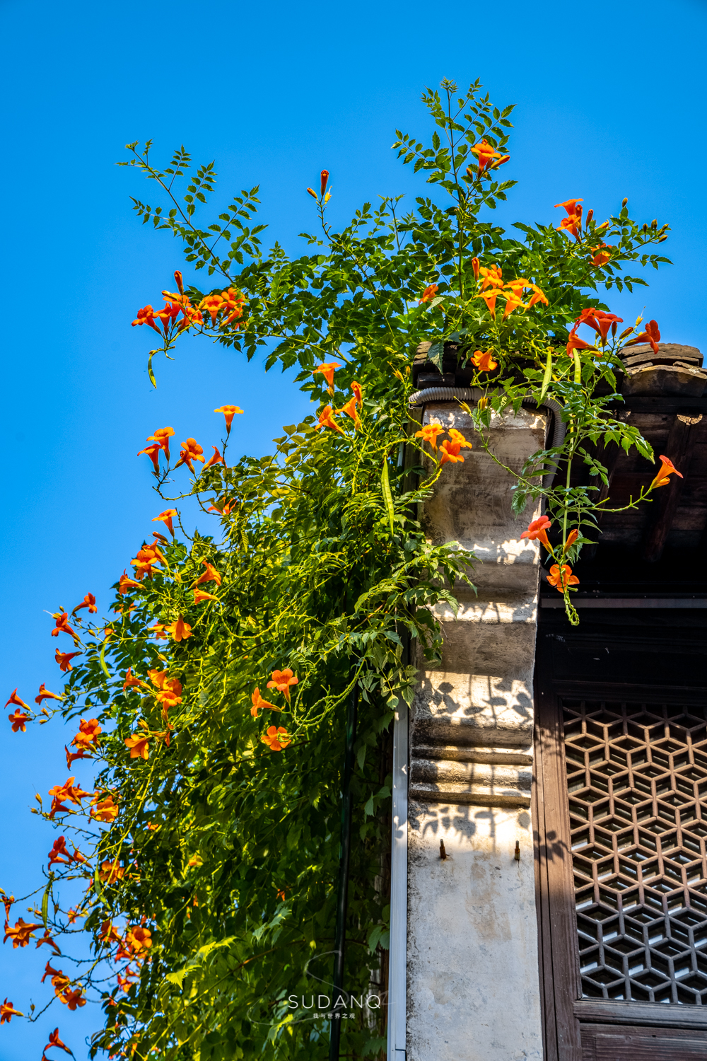 这条老街既有蜀都味也有国际范,浙江江南古街