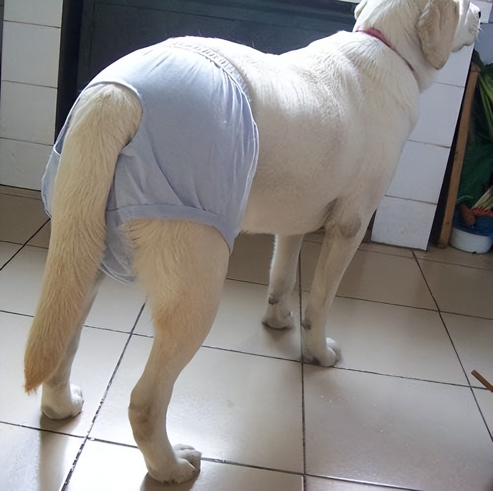 公狗和母狗是如何“交配”的？奇怪的知识又增加了