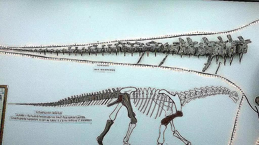 泰坦巨龙图片从哪来的,泰坦巨龙恐龙图片和简介