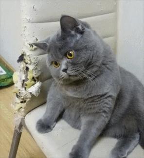 为什么蓝猫经常会被弃养,蓝猫被弃养了它知道吗