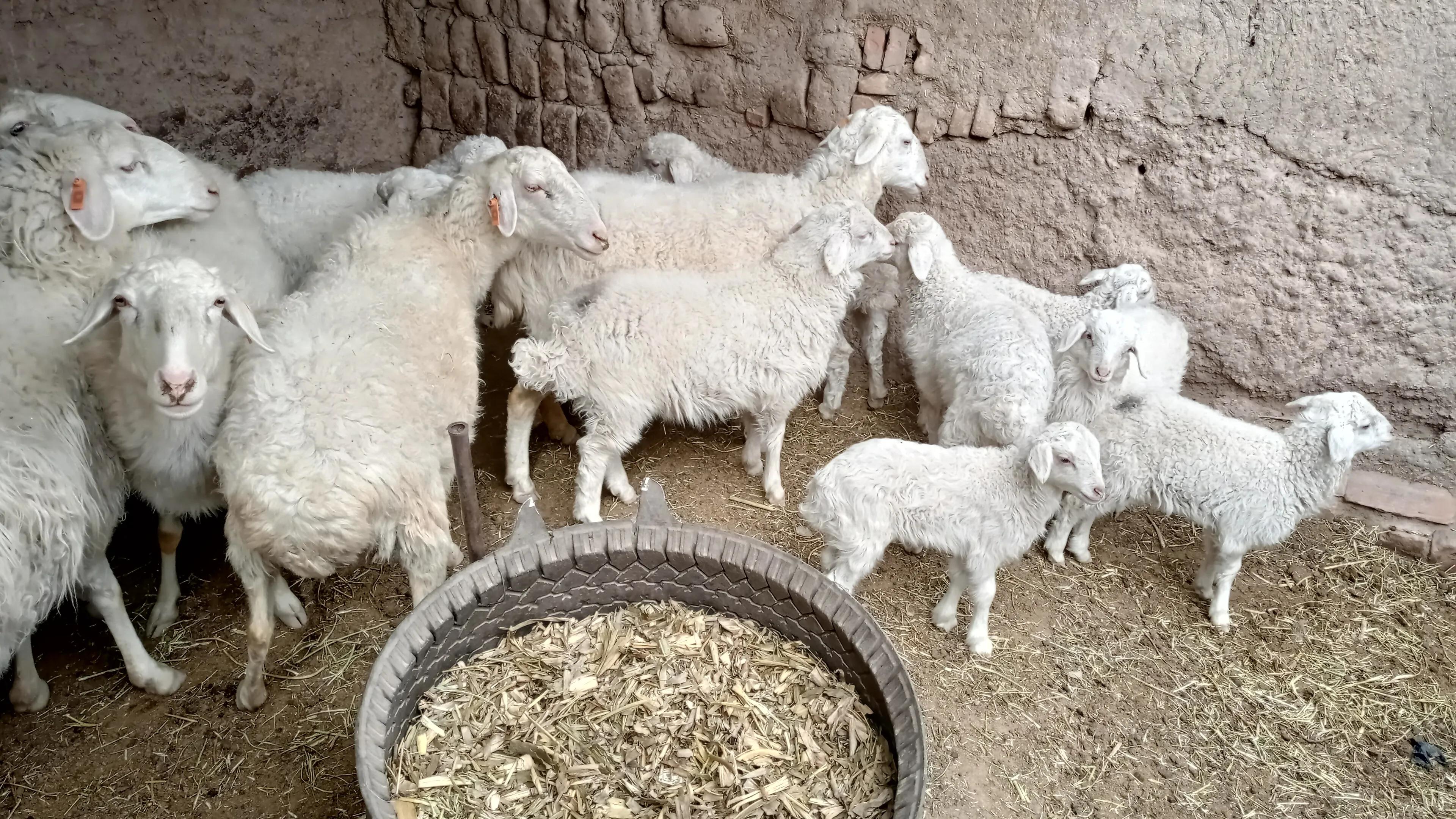 养20只湖羊种羊一年能挣多少钱,养100只湖羊一年的利润