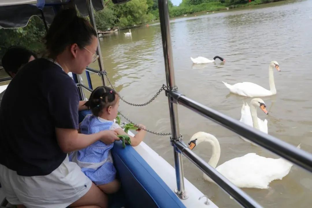 上海野生动物园最新攻略,上海野生动物园游玩攻略最新