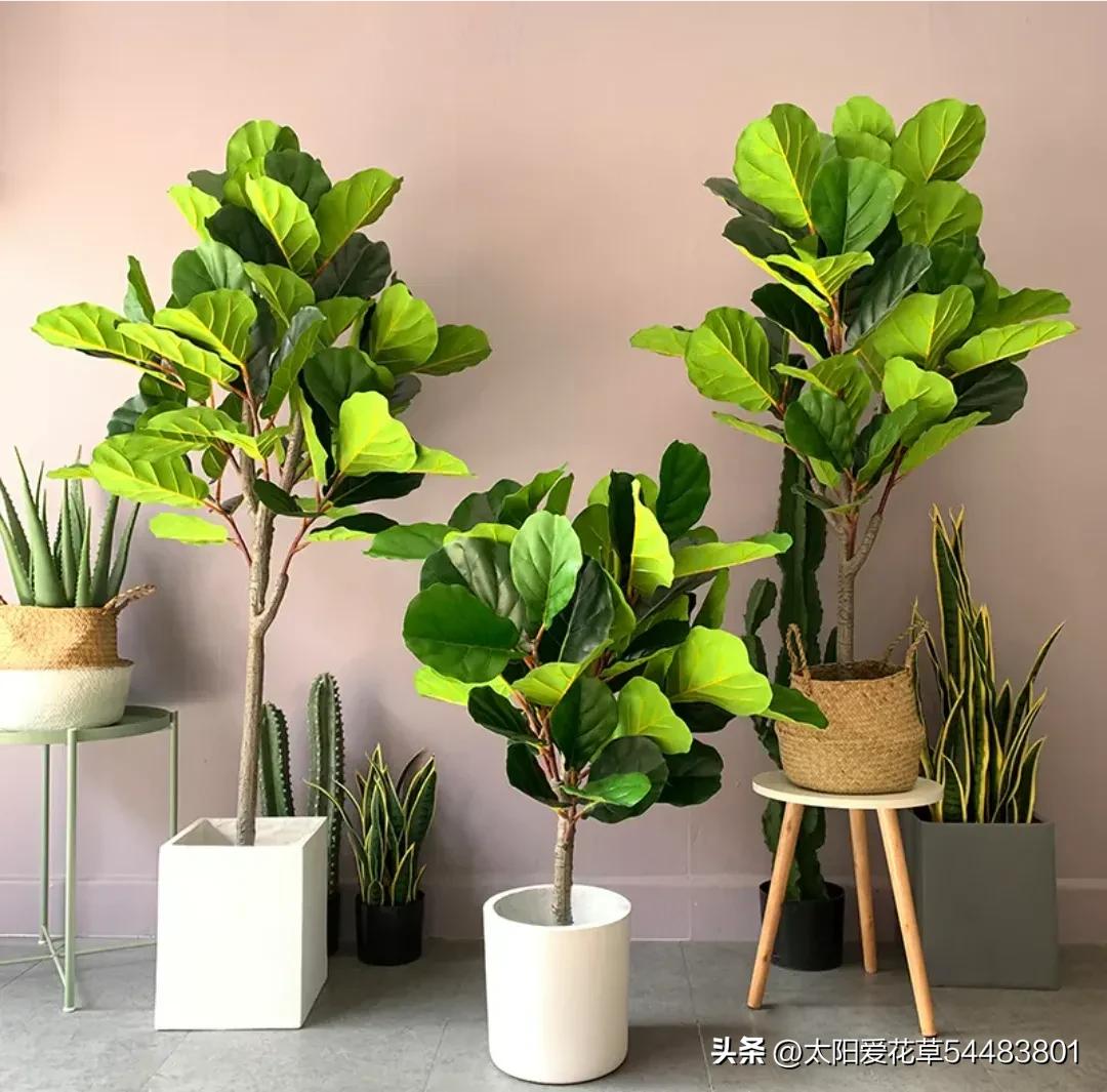 客厅常绿盆栽小型,适合室内养殖的大型常绿植物