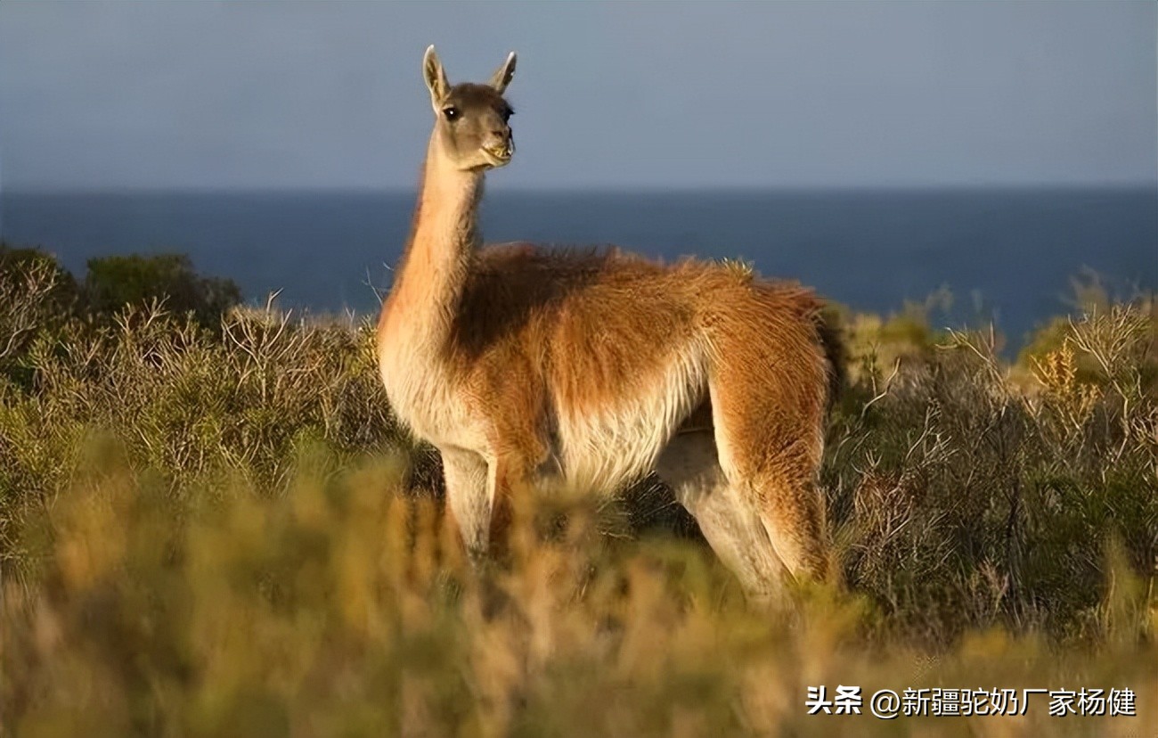 骆驼一般都在哪里出现,骆驼在哪里才有