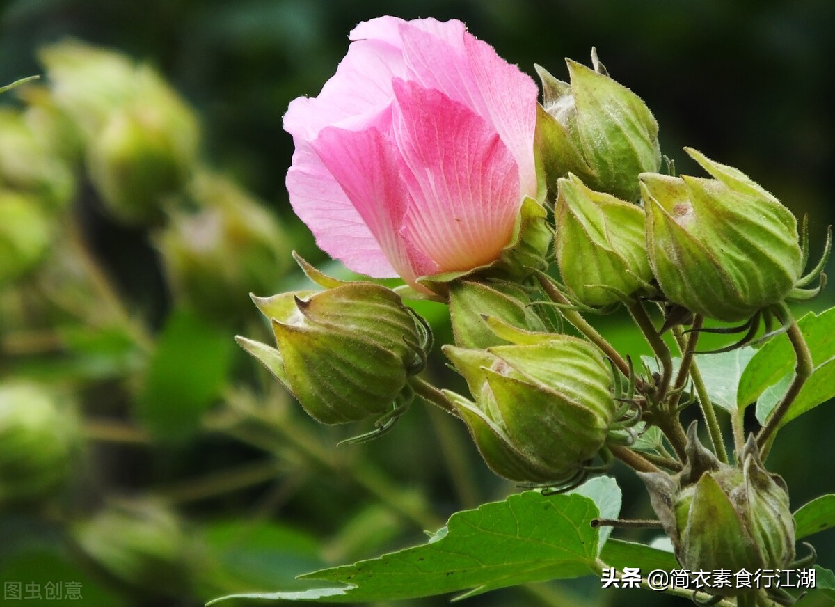 她做保姆这些年豪门生活912,她做保姆这些年之豪门生活第四集