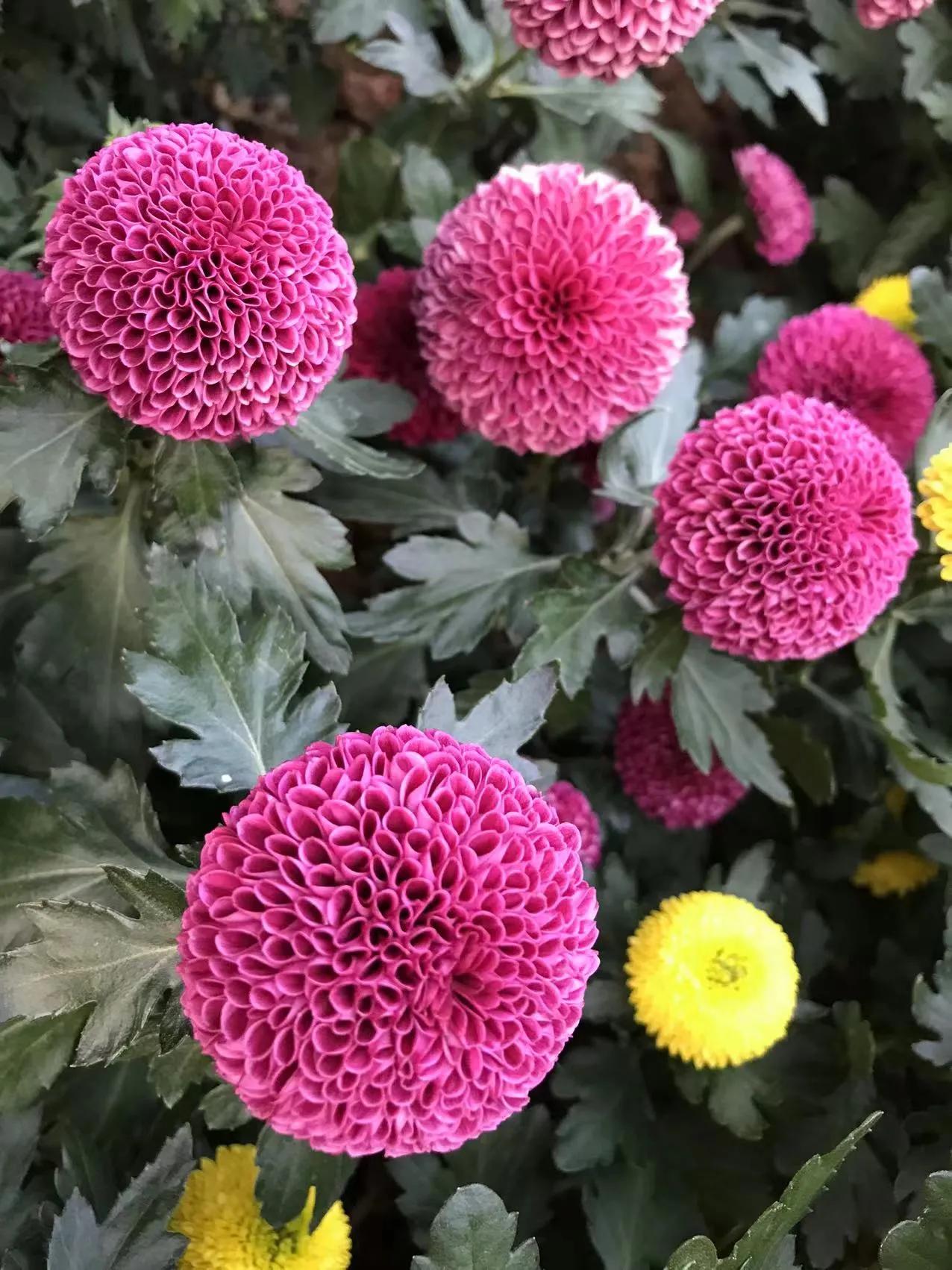 深圳东湖公园赏菊门票,观赏菊花深圳东湖公园