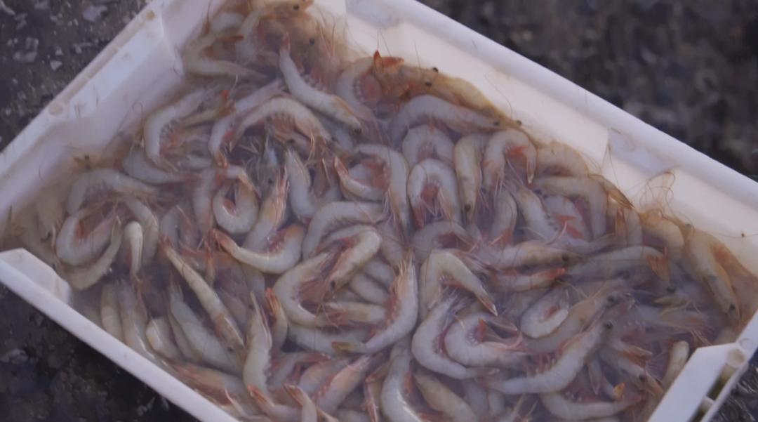 防城港第一批海鲜上岸价格,防城港开海后海鲜价格有什么变化