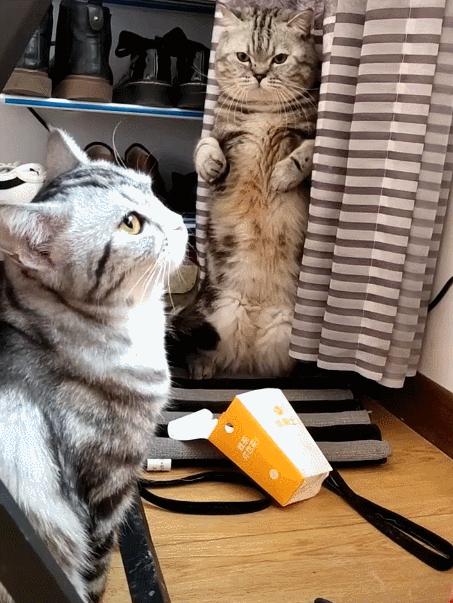 好养好看的短毛猫有哪些品种,狸花猫十种适合新手养的猫