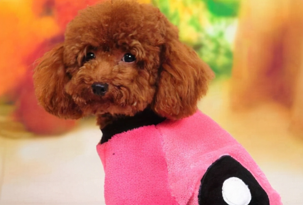 如何判断香槟色泰迪会不会褪色,泰迪吃什么可以保持毛色不褪色