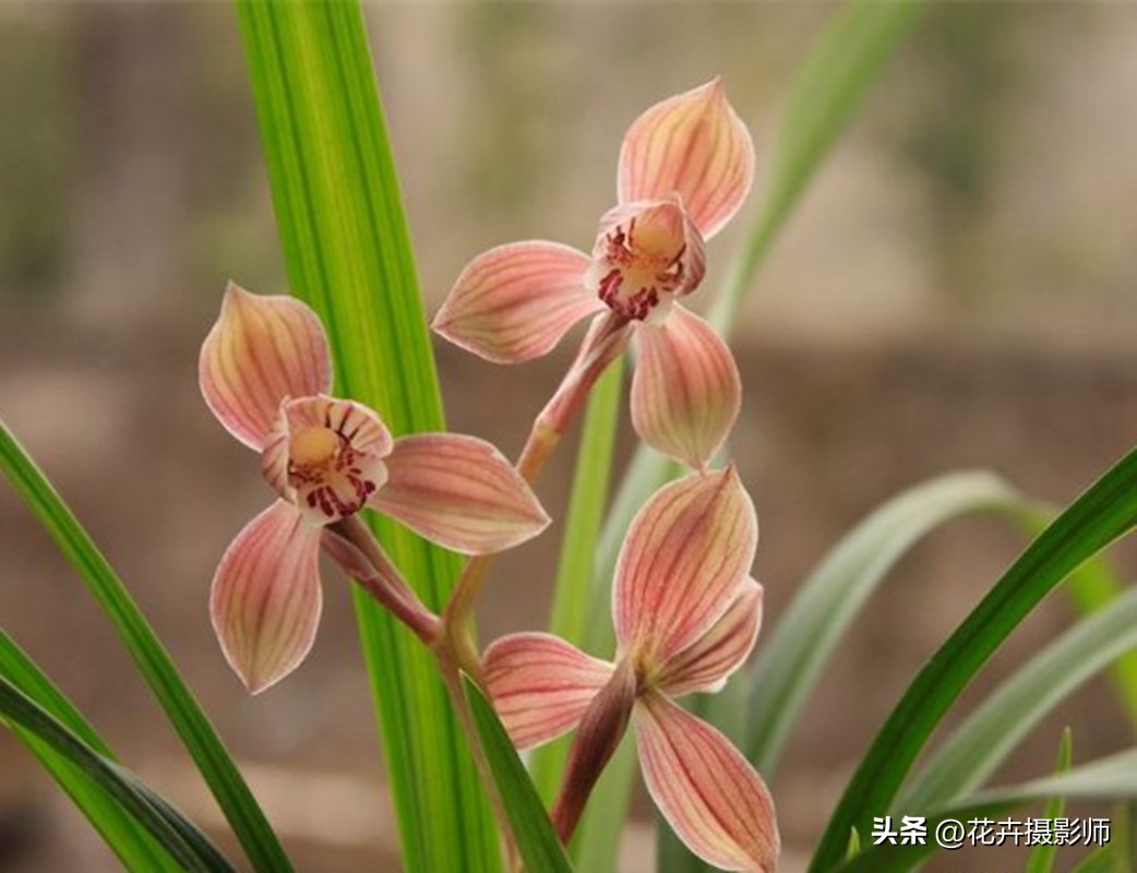 它被誉为是“荷瓣之王”，姿态娇媚，香气迷人，是春剑中天花板