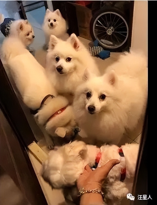 妹子半夜上厕所，家里的狗子非要跟着，结果……被它萌翻了