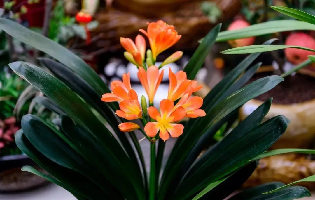 吸甲醛超强的十五种植物,新房如何种植去甲醛植物